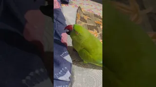 Talking Parrot Interacts Adorably With Owner | Parrot Playing❤️#talkingparrot #parrotplaying