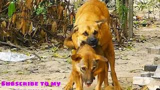 Honey stop speed Dog meeting#animals Vlog Official i