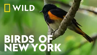 The Beautiful Birds Of New York City  | Extraordinary Birder | National Geographic WILD