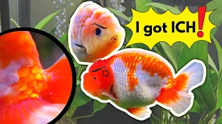 My fish got Ich! and how I cured it.