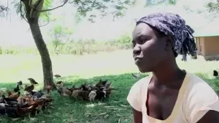 Vaccination means business for female poultry farmers