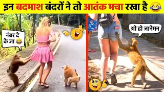 इन बदमाश बंदरों से पंगा ना बाबा ना 😂🤣 । Monkey Funny Comedy Videos । Mr Box Info