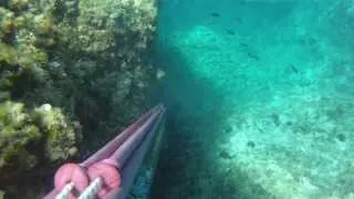 Pescasub/Spearfishing - Kirnje, zubaci, gofovi