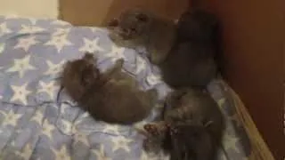 20 days old British Shorthair kittens