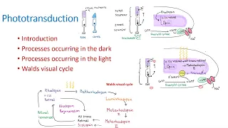 Phototransduction.