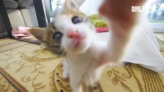 엄마 나 이만큼 컸어요 ㅣ Kitten Says "Mom, I've Grown Up This Much.. Where Are You..?"