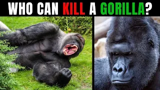 6 Animals That Could BEAT A GORILLA