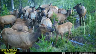 The Best Trail Camera Videos Compilation From 2023 In Idaho