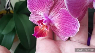 ОРХИДЕИ/Цветение Орхидей/Фаленопсисы Цветут в конце марта 2020 (26.03.20).