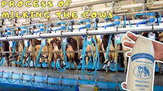 The Full Process of Milking The Cows in the Farm 4K ASMR | Milking Procedure | England
