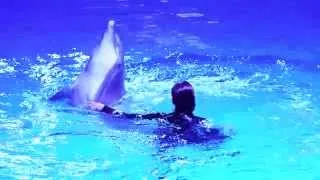 Delfinföreställningen Life på Kolmården