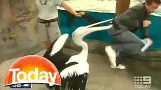Weatherman attacked by pelican