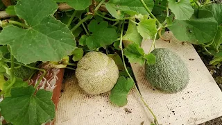 Minnesota Midget Melons.