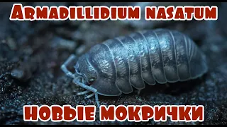 Мокрицы Armadillidium nasatum (шарики)😍