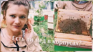 Есть ли мед в корпусах?