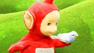 Teletubbies | Po's New Pet Bird | WATCH ONLINE | Teletubbies Stop Motion | Videos For Kids