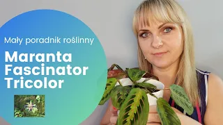 Maranta Fascinator Tricolor - Mały poradnik roślinny    #maranta #marantafascinatortricolor