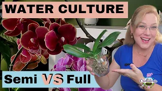 Semi Water Culture and Full Water Culture: What's the Difference?