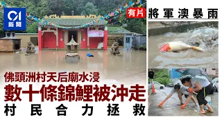 坑口佛頭洲村暴雨水浸天后廟　數十條錦鯉被沖走　村民合力拯救 ｜01新聞｜佛頭洲村｜天后廟｜錦鯉｜紅雨｜坑口