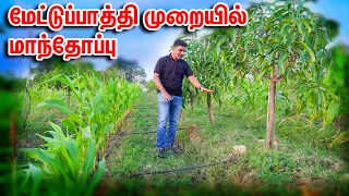 அடர் நடவு முறையில் மாமரம் வளர்ப்பு | High Density Mango Plantation | Precision Farming | GroTron