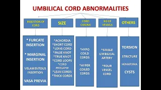 UMBILICAL CORD AND ITS ABNORMALITIES