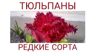 Тюльпаны, редкие сорта