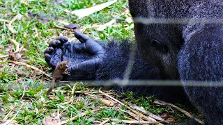 Огромный самец гориллы нашел в лесу крохотного зверька и подружился с ним