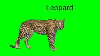 Leopard green screen videos no copyright | animals green screen videos copyright free