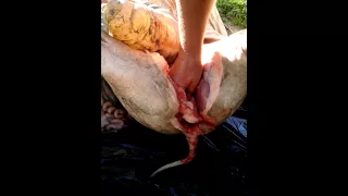 Cutting around the poop chute, Fox Hollow Farm, 2015