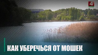 На Гомельщине начался сезон мошек