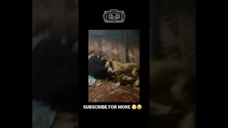 LION GETS INTO TENT WHAT 😳 HAPPEND NEXT 😂 ?