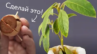 How to grow an avocado from a seed - the most effective way!