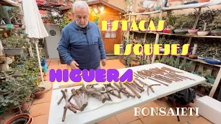 🍀 COMO ENRAIZAR ESTACAS Y ESQUEJES [SUPER FÁCIL]