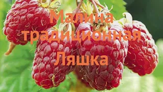 Малина традиционная Ляшка (rubus laszka) 🌿 малина Ляшка обзор: как сажать саженцы малины Ляшка