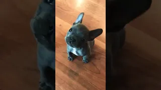 Baby Frenchie won’t stop complaining