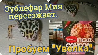 #эублефар/Влог/Пробуем "Увелка"/Эублефар Мия, переезжает/Кормление геккона/Не для слабонервных