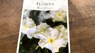 How I Grow Moonflowers from Seed