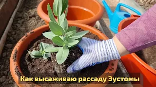 Как пересаживаю рассаду эустомы на постоянное место в уличные горшки