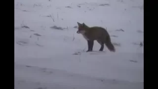 FOX HUNTING compilation #1