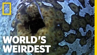 Sea Cucumber Fights with Guts (Literally) | World's Weirdest