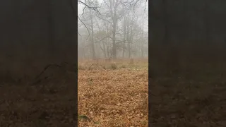 Fallow deer 🦌🦌 in Romania