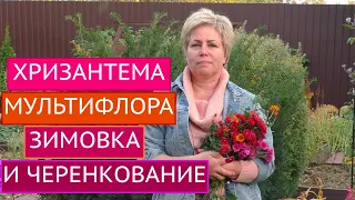 ХРИЗАНТЕМА МУЛЬТИФЛОРА: ОТПРАВЛЯЕМ НА ЗИМОВКУ И ЧЕРЕНКУЕМ! СЮРПРИЗ В РОЛИКЕ!!