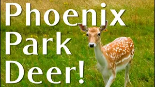 Phoenix Park Deer!