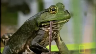 Bullfrog Hunts...Anything! | National Geographic