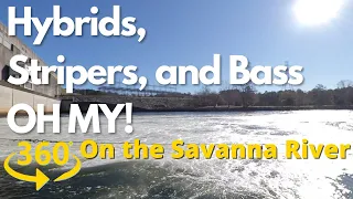 360/VR - Savannah River - Hybrids, Stripers and Bass OH MY