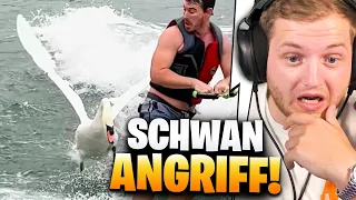 😳😨SCHWAN greift SURFER AN!  - Daily Dose of Internet REAKTION | Trymacs Stream Highlights