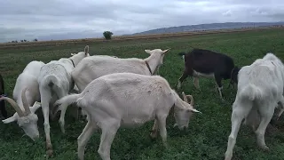 саан эчки козы дойные порода зааненская альпийская нубзааненчехальпо