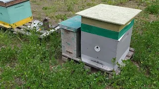 Проверка ловушки, ловля роев 2020, пчелы, пересадка пчел, поиск матки, рои из леса,объединение семей