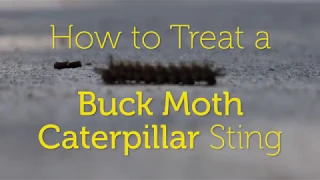 🐛 How to Treat a Buck Moth Caterpillar Sting