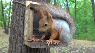 Белка Строитель и другие голодные белки / Squirrel Builder and other hungry squirrels